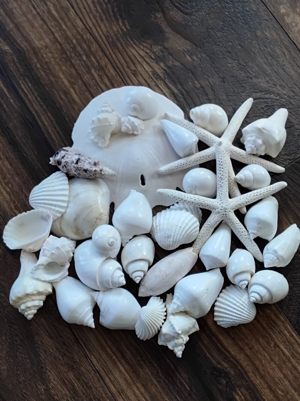 Lot of 38 Assorted Seashells of Various Specimens & Sizes. Beach Coastal Decor
